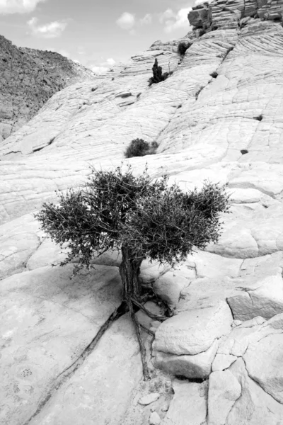 Fechar em cima das rochas com uma pequena árvore — Fotografia de Stock