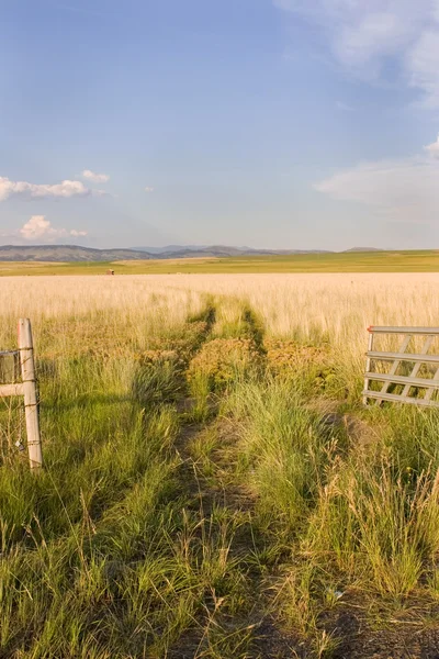 Openen poort naar een veld met een heldere hemel — Stockfoto