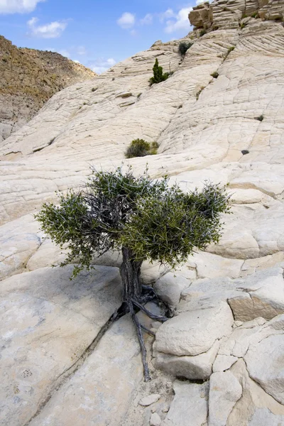 Cerca de las rocas con un pequeño árbol —  Fotos de Stock
