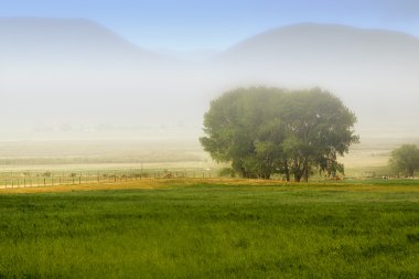 Tree behind a farm