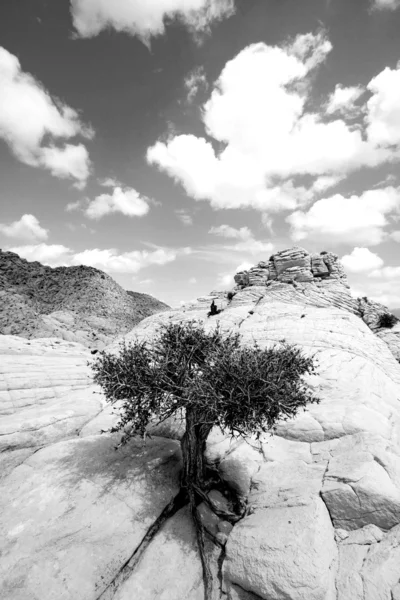岩の上をクローズ アップ — ストック写真