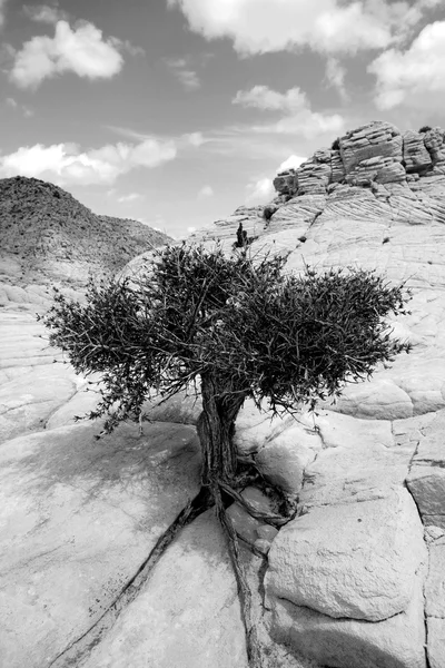 Cerca de las rocas con un árbol —  Fotos de Stock