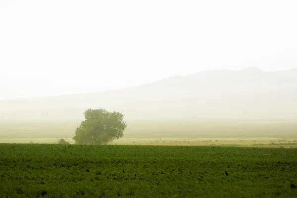Tree behind a farm — Stockfoto