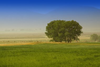 Tree behind a farm