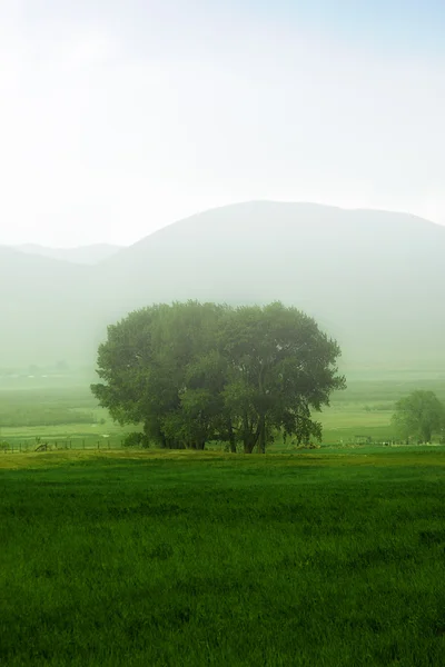 Árbol detrás de una granja — Foto de Stock