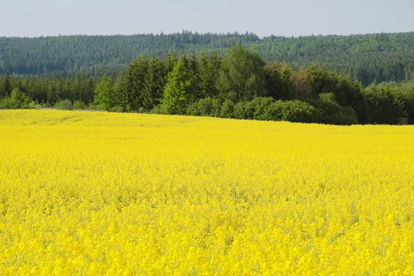 Oilseed rape field — Stock Photo, Image