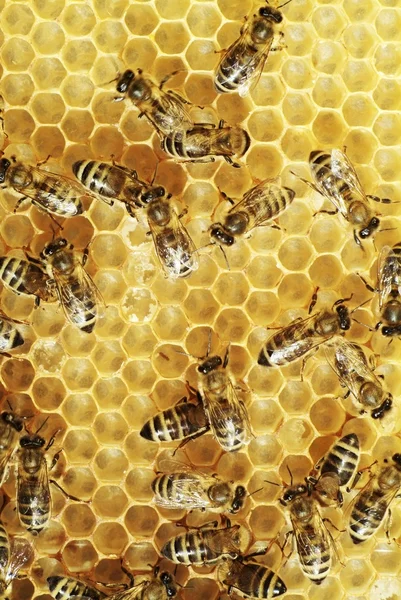 Honeybees on a comb Royalty Free Stock Photos