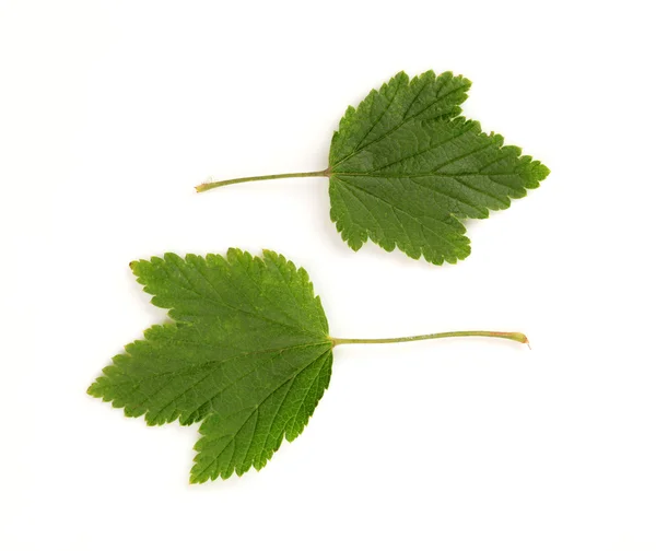 Duas folhas verdes — Fotografia de Stock