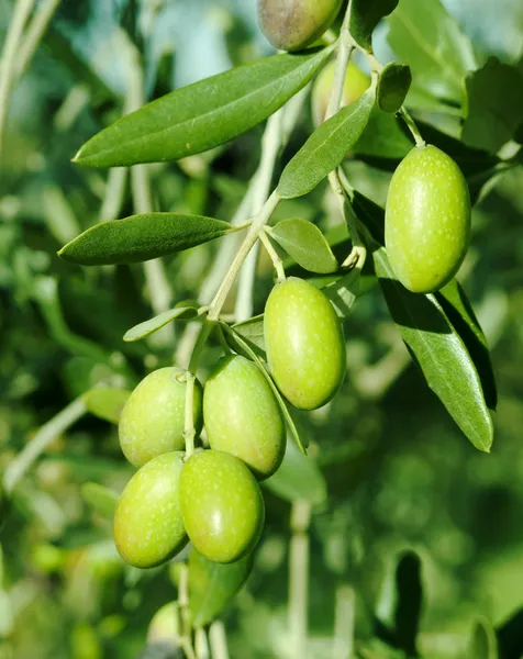 Зеленые оливки на дереве — стоковое фото