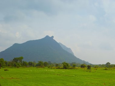 Sri lankan landscape clipart