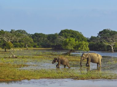 Elephants in yala national park clipart