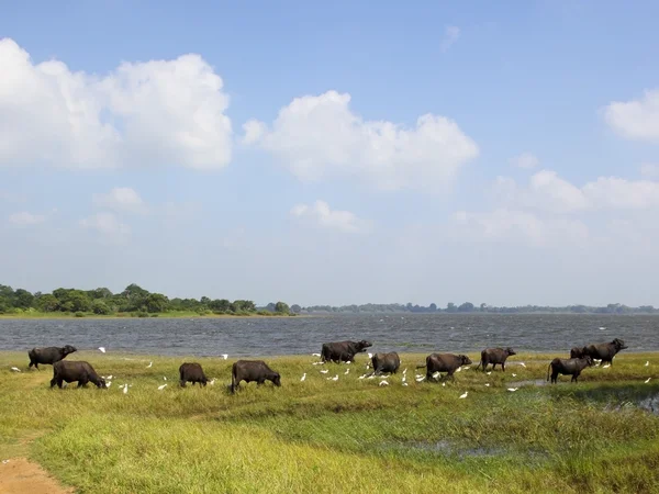 Búfalos y garzas anuradhapura — Foto de Stock