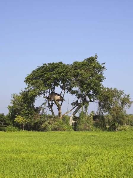 Anuradhapura tree house — Stock Photo, Image