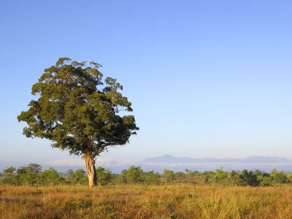 Udawalawe 国家公园的清晨 — 图库照片