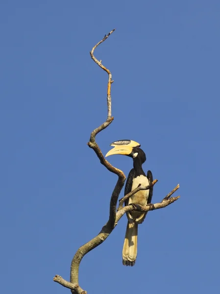 Svartvit Malabar hornbill — Stockfoto