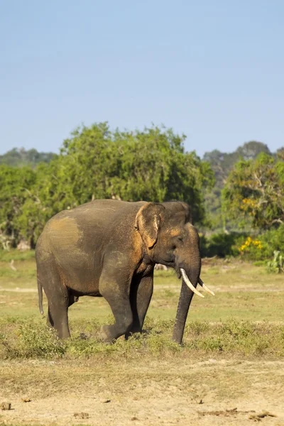 Vzácné jala slon — Stock fotografie