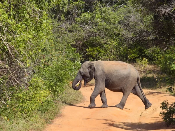 Mladých jala slon — Stock fotografie