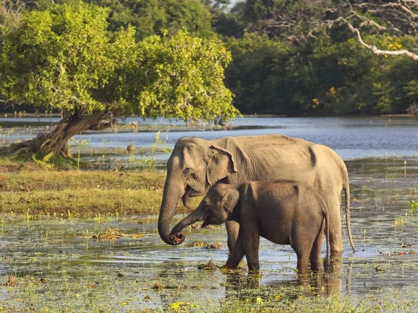 Yala elefanter — Stockfoto