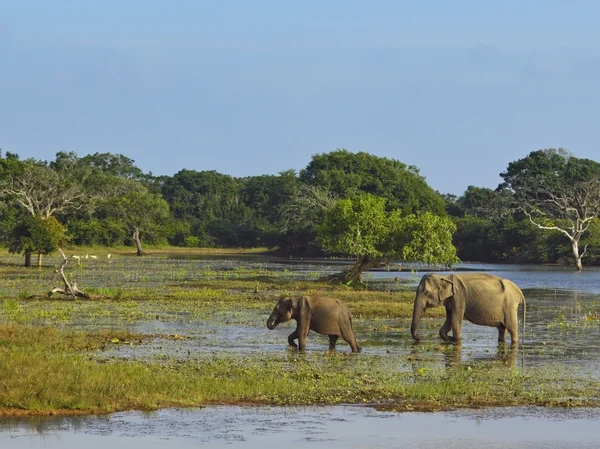 Elephants in yala national park — Stok fotoğraf