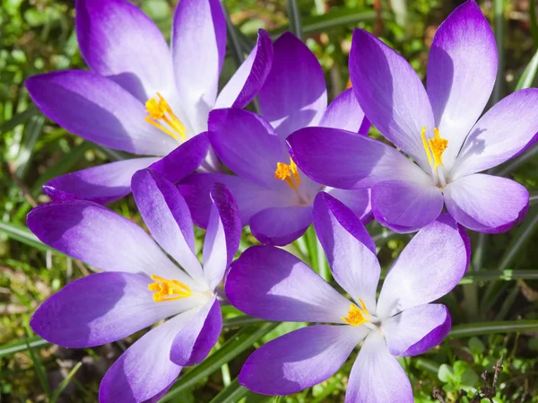 Фіолетовий Крокус — стокове фото