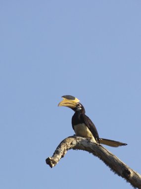 Malabar pied hornbill clipart