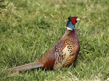 Cock pheasant phasianus colchicus 2 clipart