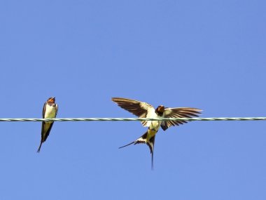 Swallows on a wire clipart