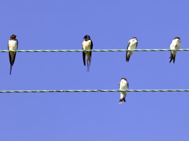 Swallows and house martins clipart