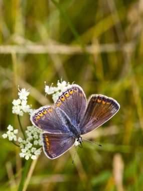 A female common blue butterfly 2 clipart