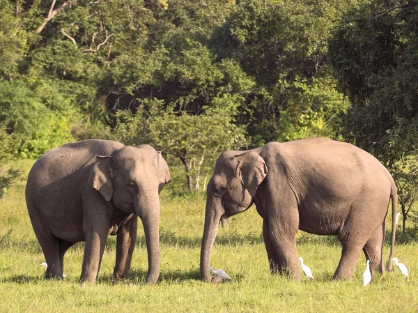 Dwa słonie sri Lanki — Zdjęcie stockowe