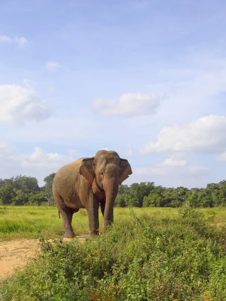 Lankesisk elefant — Stockfoto