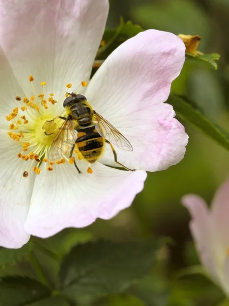 Hoverfly na rosa cão selvagem — Fotografia de Stock