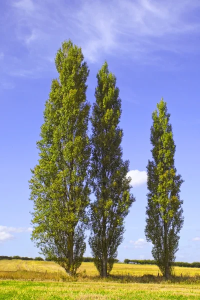 Kavak ağaçları 2 — Stok fotoğraf
