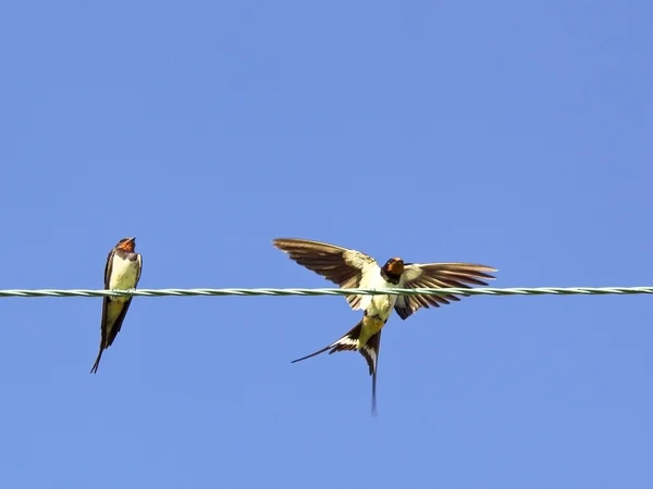 stock image Swallows on a wire