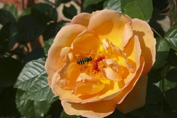 Hoverfly σε ανοιχτού χρώματος, τριαντάφυλλο — Φωτογραφία Αρχείου