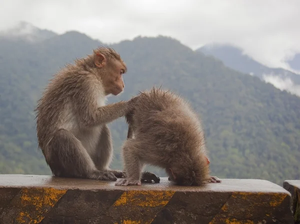 Macaque monkeys — Stock Photo, Image