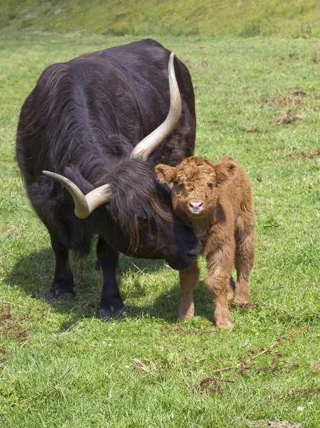 ハイランド牛と母 — ストック写真