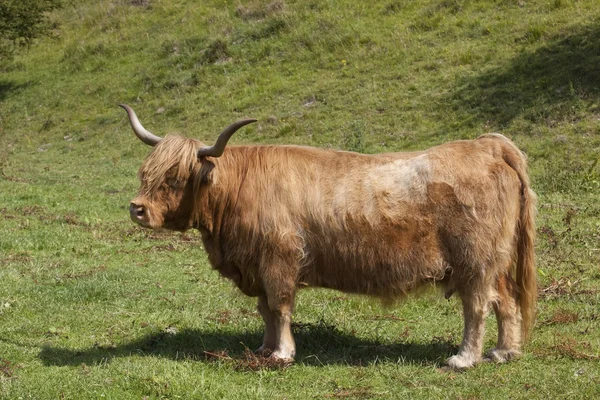 Highland kráva ve svěží zelené údolí — Stock fotografie
