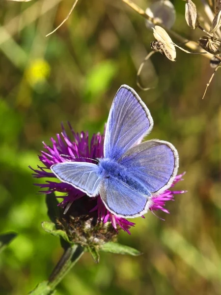 Обыкновенная синяя бабочка — стоковое фото