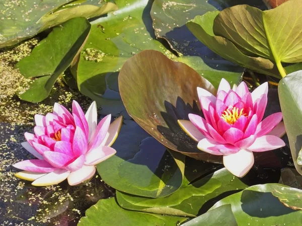 Pink water lillies — Stock Photo, Image