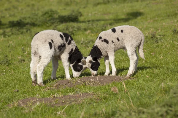 Jacobs lambs in spring — Stock Photo, Image