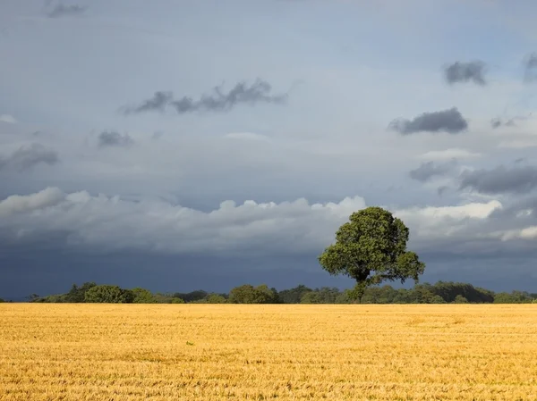 Field and stormy sky — Stock Photo, Image