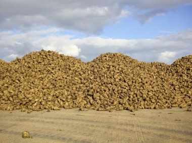 Newly harvested sugarbeet clipart