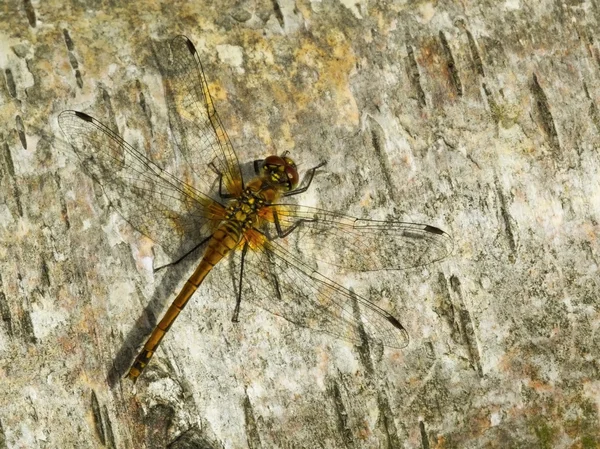 Dragonfly on birch bark — Stock Photo, Image