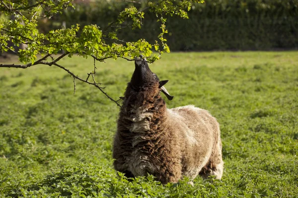 Якобс овцеводство — стоковое фото