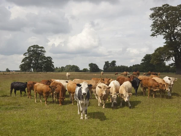 好奇心が強い若い牛の群れ — ストック写真