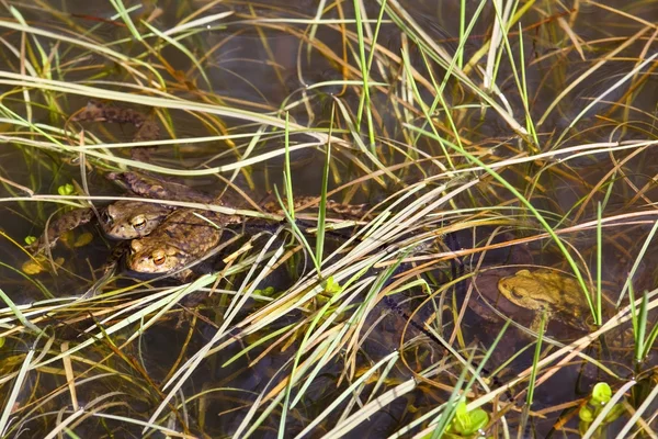Common toads spawning in springtime — Stock Photo, Image
