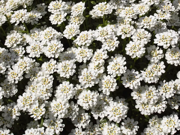 Perennial candytuft flower — Stock Photo, Image