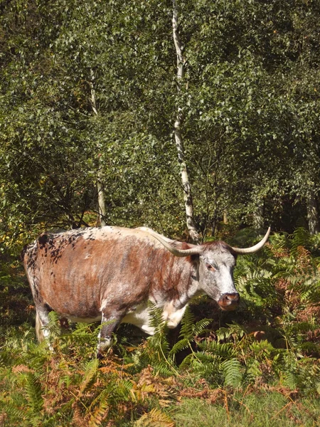 Inglés long horn cow —  Fotos de Stock