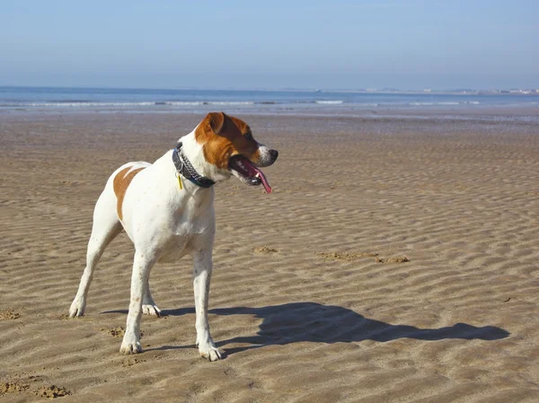 Σκύλος σε μια παραλία — Φωτογραφία Αρχείου